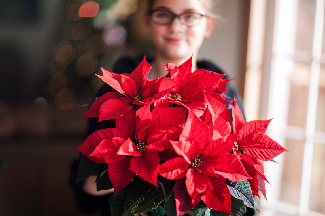Nicht nur der Weihnachtsstern, auch Stechpalme, Christrose und Mistel bergen Gefahren für kleine Kinder. / © Getty Images/Rebecca Nelson