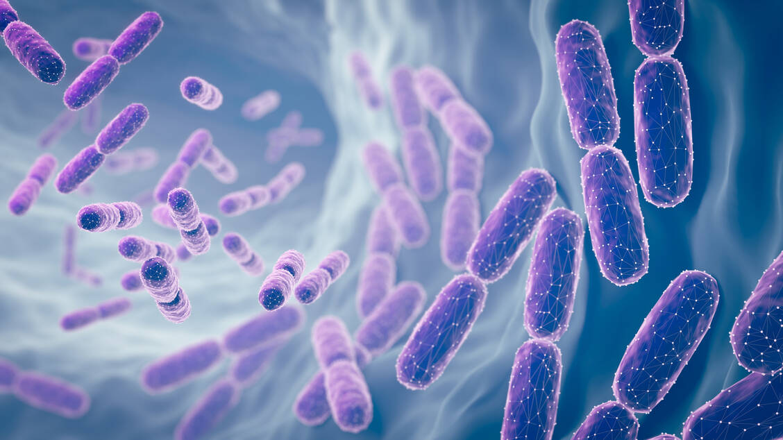 Probiotika wie Lactobacillus könnten über die Darm-Lungen-Achse Asthmasymptome bessern. / © Getty Images/anusorn nakdee