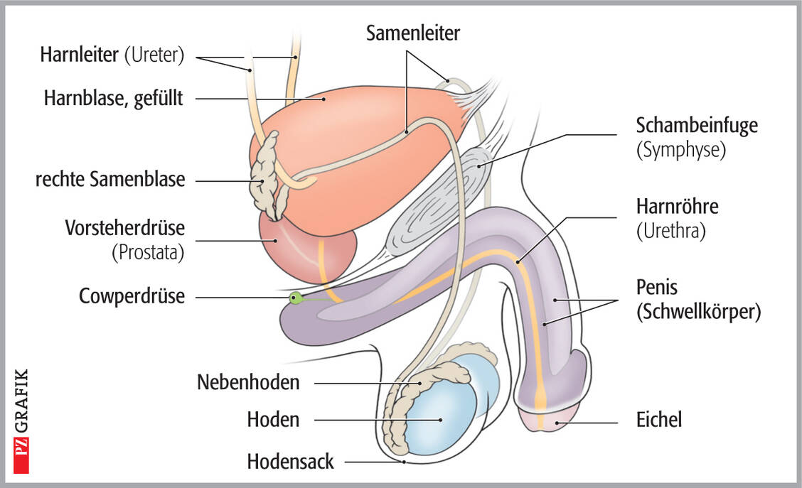 Die inneren männlichen Geschlechtsorgane wie Hoden, Nebenhoden und Prostata dienen hauptsächlich der Produktion und dem Transport von Samenzellen, der Synthese der Sexualhormone sowie der Abgabe von Drüsensekreten. Penis und Hodensack bilden gemeinsam die äußeren Geschlechtsorgane. / Foto: Stephan Spitzer