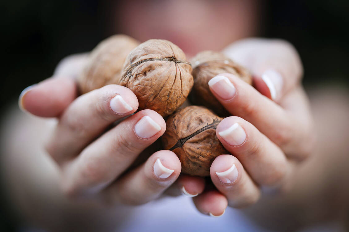 Walnüsse wirken vielfältig positiv auf den Organismus des Menschen. / Foto: iStock/Tolgart