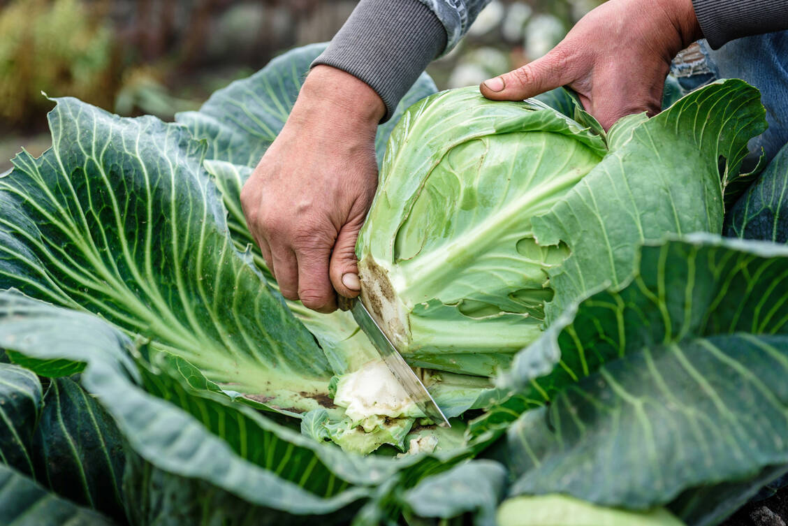 Deftig, gesund und einfach lecker: Im Winter lässt sich kohltechnisch so richtig aus dem Vollen schöpfen. / Foto: Adobe Stock/Natallia
