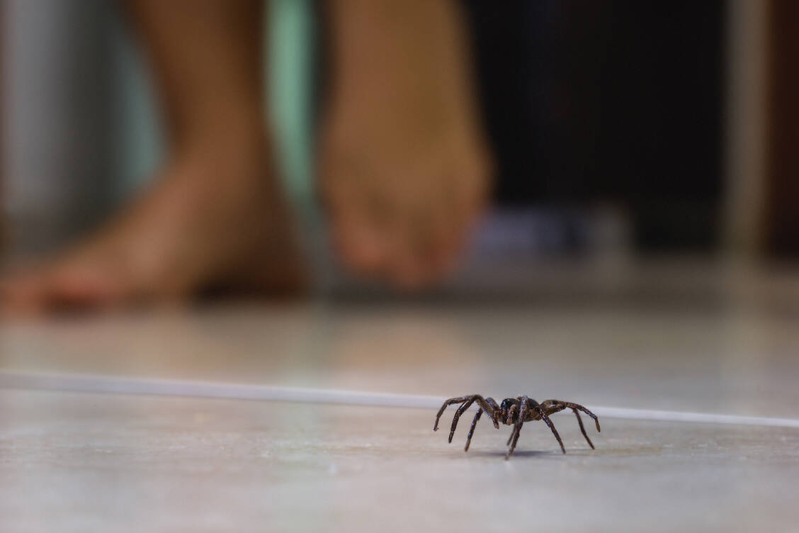 Bei einer echten Spinnenphobie geht die Furcht der Betroffenen so weit, dass ihr Leben im Alltag beeinträchtigt wird und sie beispielsweise nicht mehr in den keller, die Garage oder den Garten gehen. / Foto: Adobe Stock/RHJ