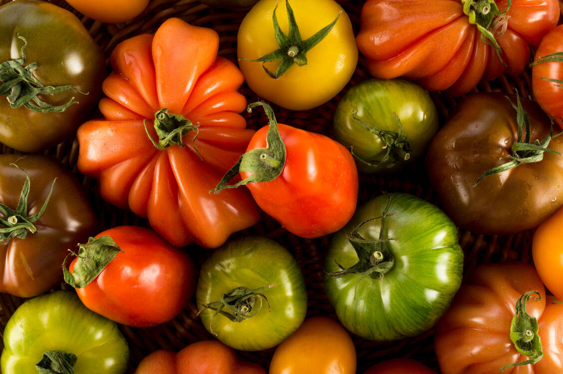 Von Gelb bis Violett: Die Sortenvielfalt der Tomate ist beeindruckend. / © Getty Images/ABERRATION FILMS LTD/SCIENCE PHOTO LIBRARY