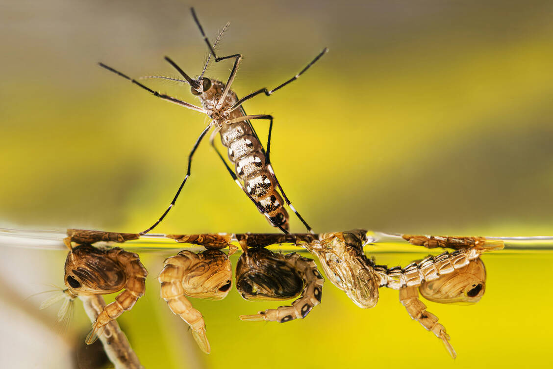 Vier Puppen der Gelbfiebermücke (unten) und ein erwachsenes Exemplar scheinen im stehenden Wasser zu schweben. / Foto: CDC/Lauren Bishop