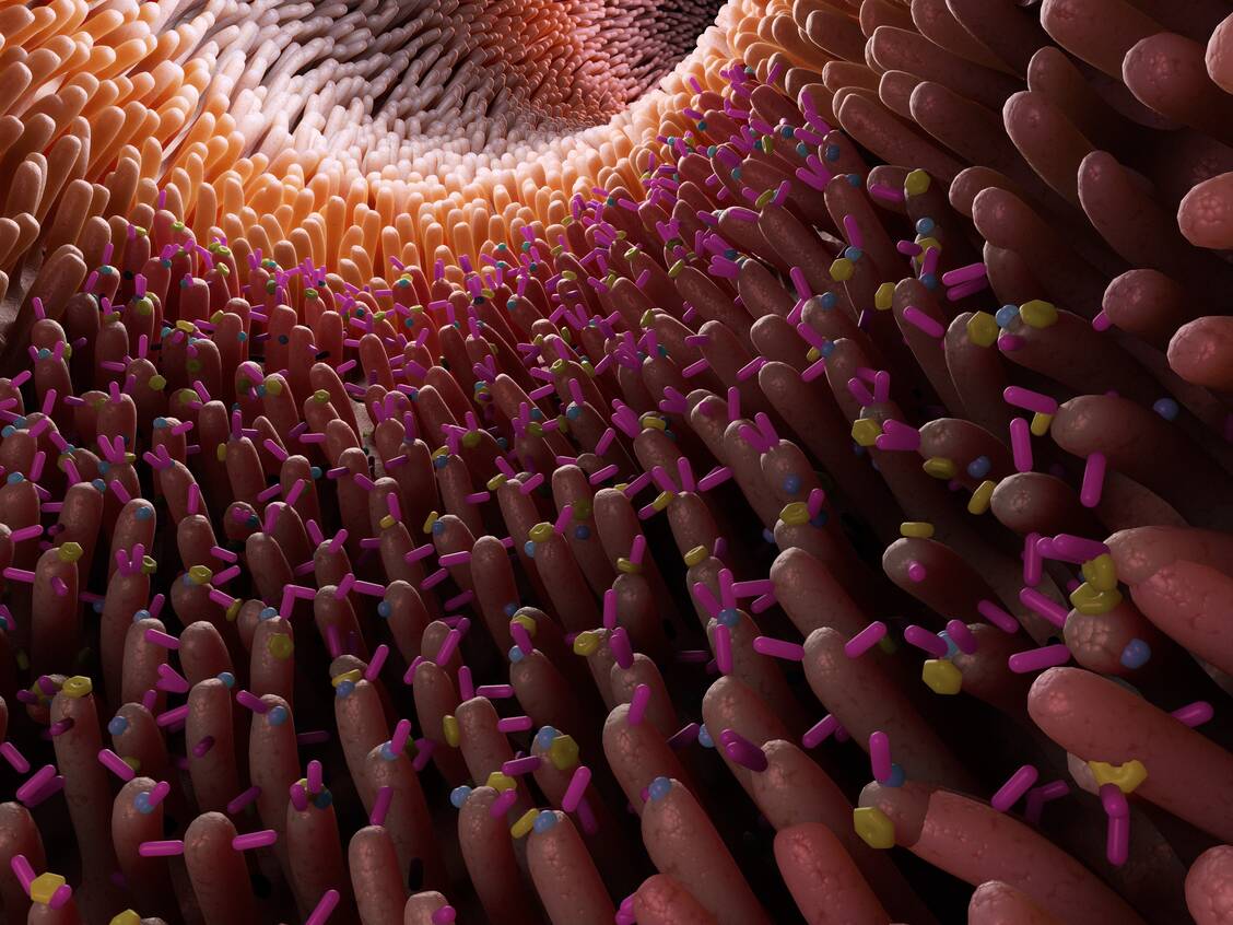 Je nach Zusammensetzung können gute oder schädigende Einflüsse des Mikrobioms überwiegen. / Foto: Getty Images/Science Photo Library