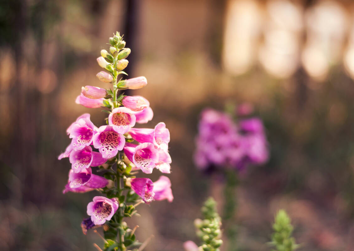 Anfassen und essen verboten! Die Glykoside des Fingerhuts zählen mit zu den stärksten Pflanzengiften. / Foto: Getty Images/Ashraful Arefin photography