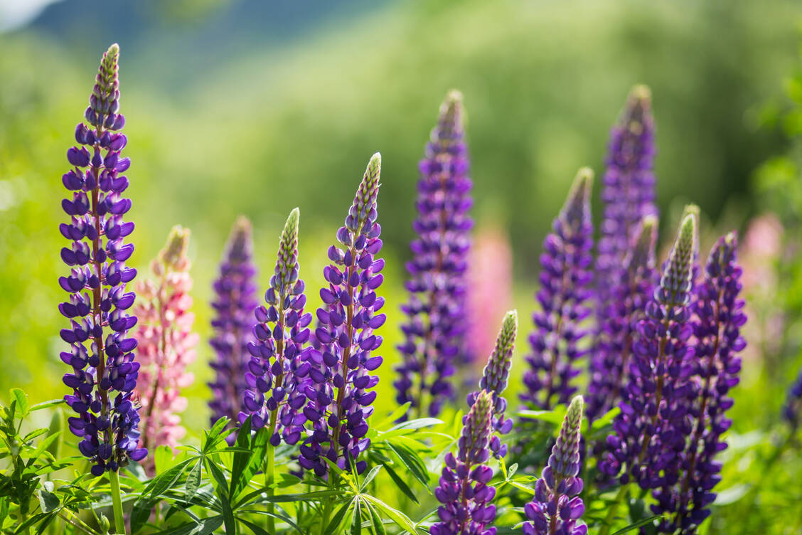 Ob Bitter- oder Süßlupine, beide sind optische Schönheiten. Besonders Bitterlupinen sind allerdings giftig. / © Adobe Stock/naruedom