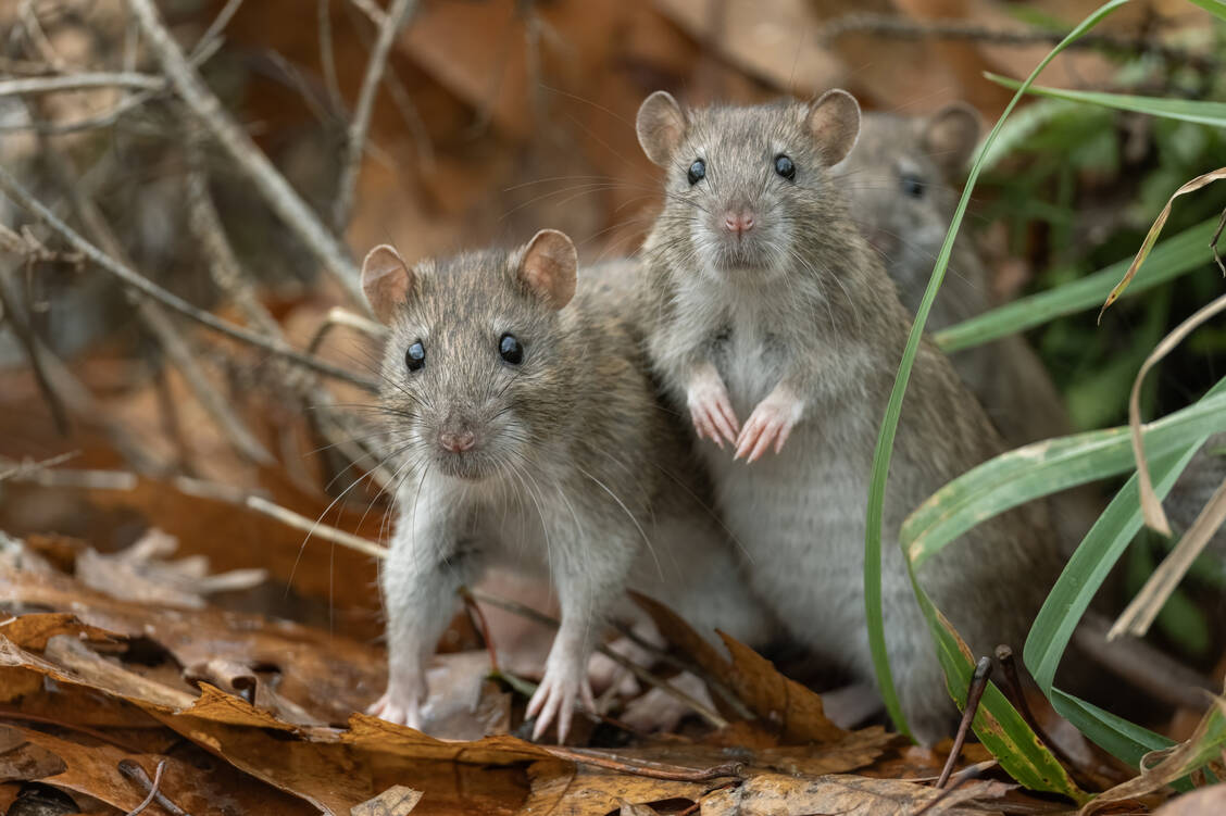 Das Hantavirus wird üblicherweise durch Ausscheidungen von Nagetieren übertragen. / © Getty Images/Andyworks