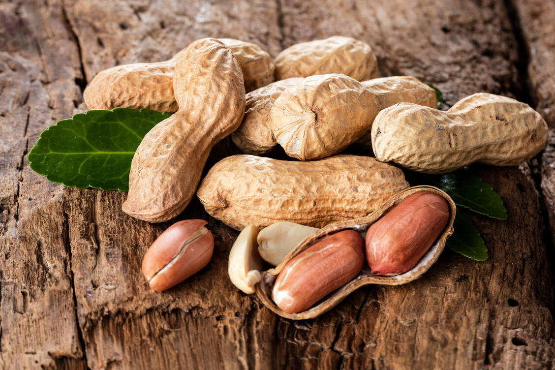 Erdnüsse als Medikament: Das neue Präparat enthält Erdnusspulver und wirkt wie eine Hyposensibilisierung bei Erdnussallergie. / Foto: Adobe Stock/karepa