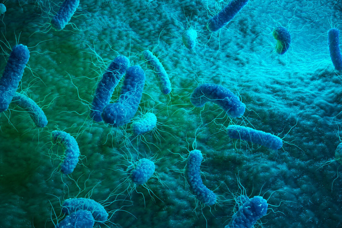 Zu den Enterobakterien gehören beispielsweise Escherichia coli, Klebsiellen oder Proteus (Symbolbild). / Foto: Adobe Stock/rost9