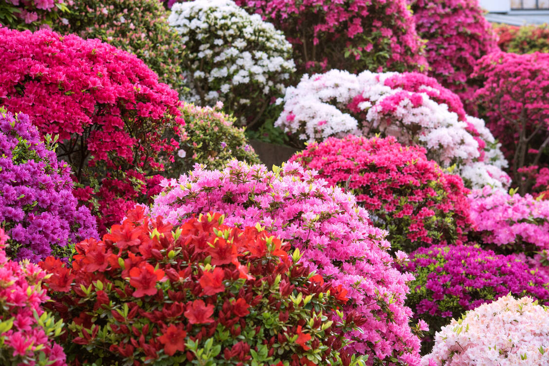 Von Februar bis Juni zeigen sich Rhododendren in ihrer vollen Blütenpracht. / Foto: Adobe Stock/wooooooojpn