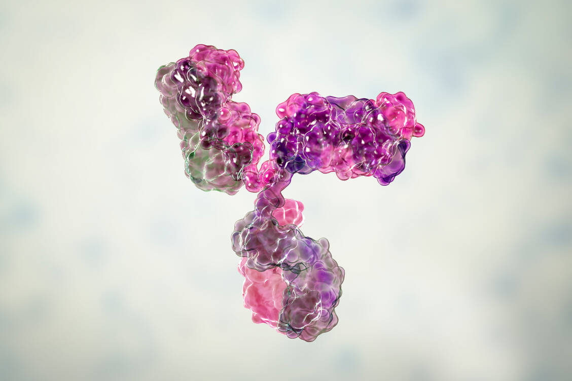 Dieses Computermodell zeigt die Sekundärstruktur des Immunglobulins G (IgG). / © Getty Images/Science Photo Library/Kateryna Kon