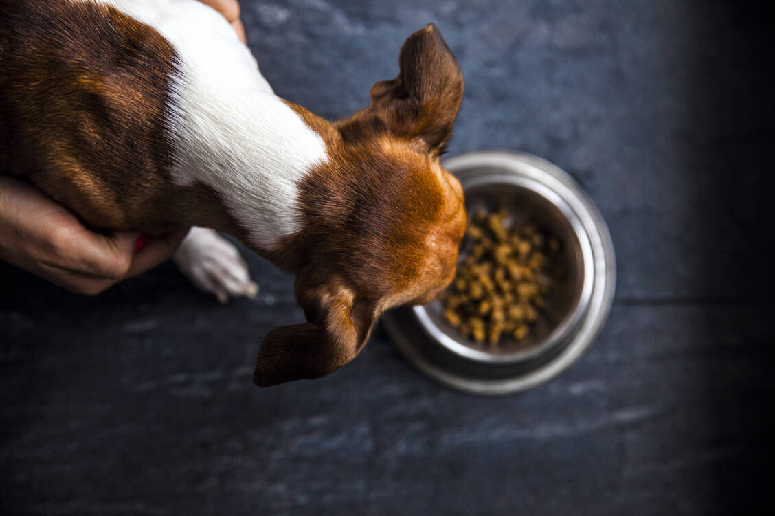 Auch bei der Zubereitung tierischen Lieblingsfutters ist Hygiene in der Küche wichtig. / Foto: Shutterstock/Alena Lebedzeva