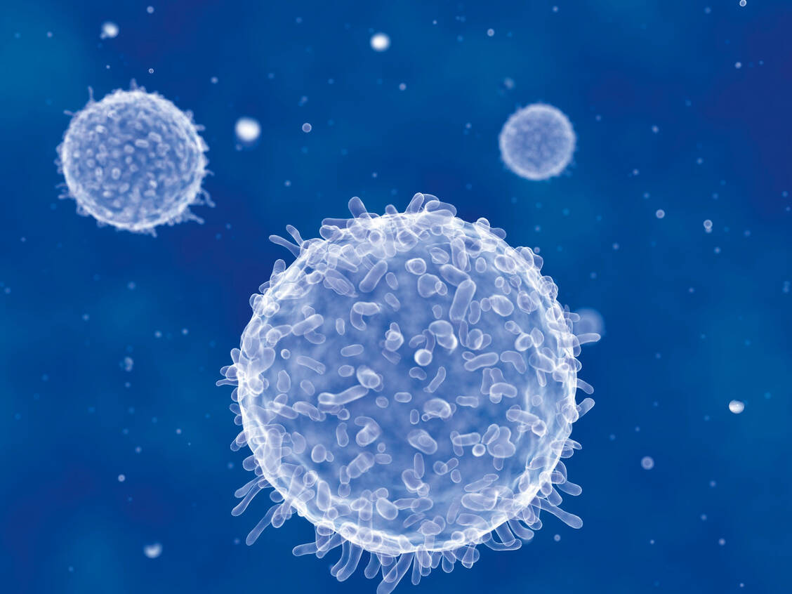 Das Immunsystem spielt eine entscheidende Rolle bei der Regulierung von entzündlichen und durch das Altern bedingten Prozessen. / Foto: Fotolia/Grtner