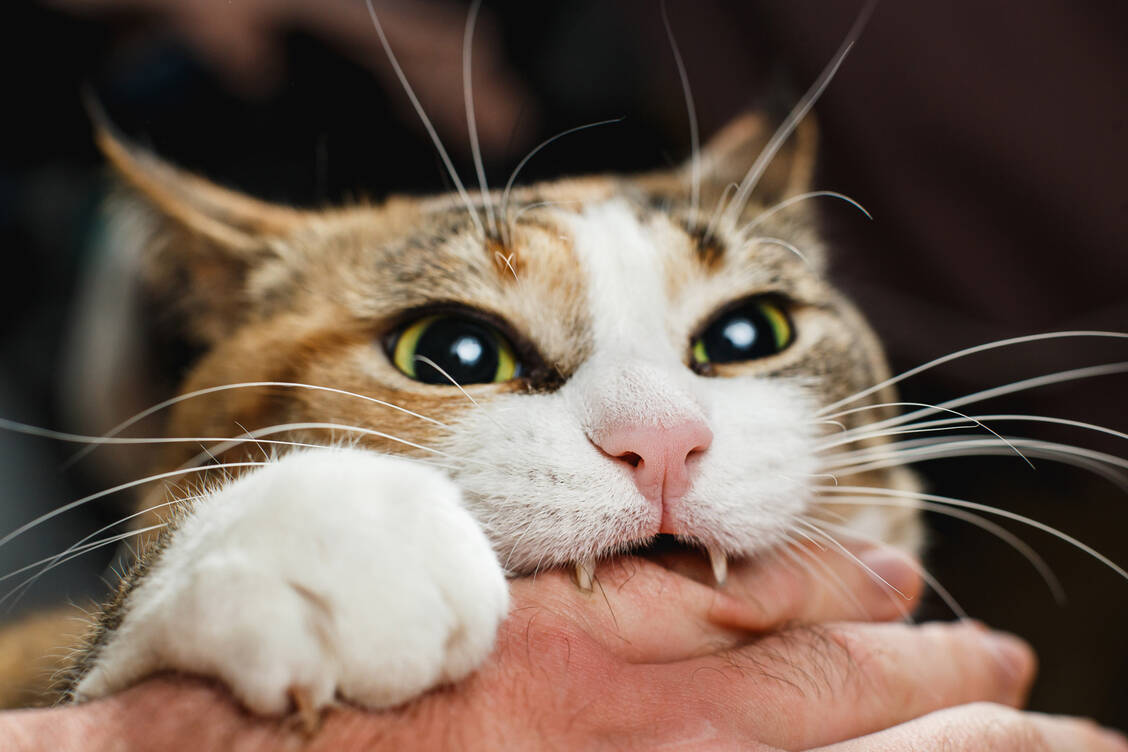 Katzenbisse sind tückisch, da die spitzen, scharfen Zähne tief ins Gewebe eindringen und sogar Gelenke und Knochen erreichen können. / Foto: Getty Imges/zsv3207