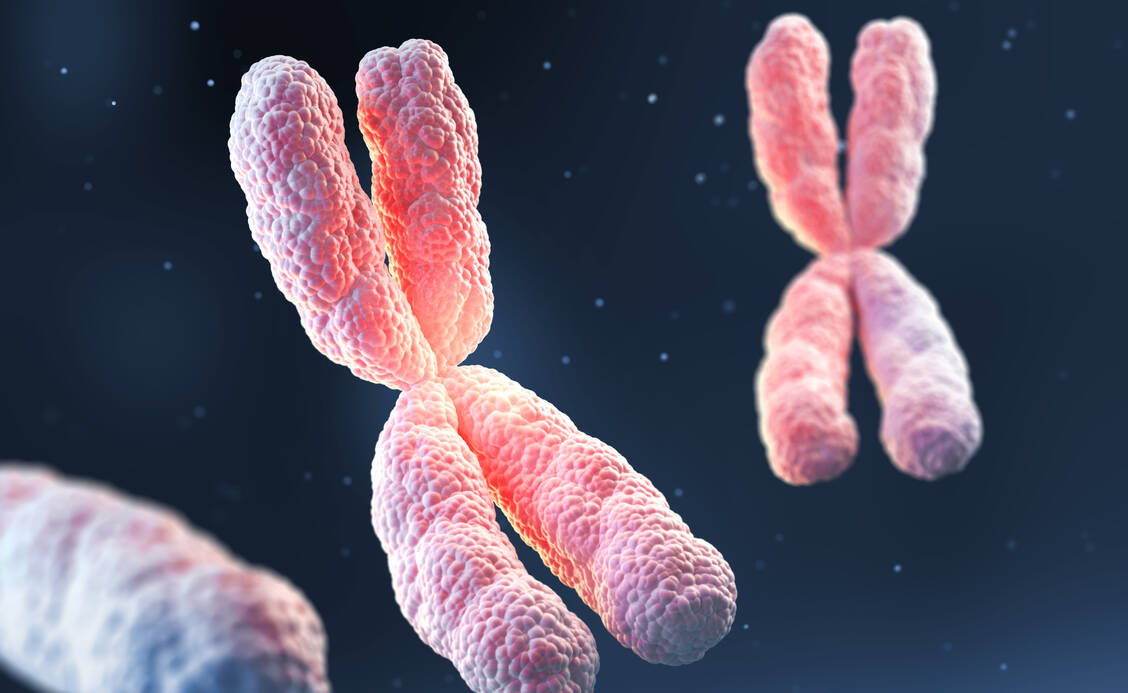 X-Chromosomen sind ein wichtiger Ansatz bei der Erforschung von Autoimmunprozessen. / © Getty Images/anusorn nakdee