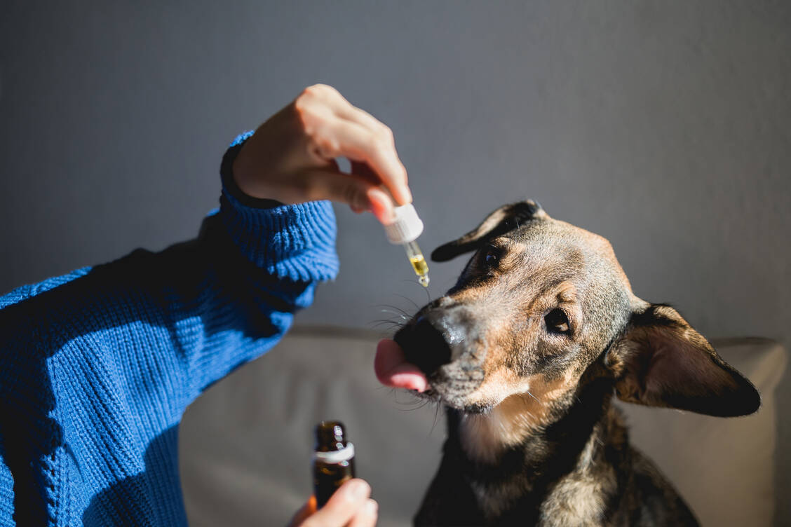 Humanhomöopathische Mittel für Tiere anzuwenden steht ab sofort nicht mehr unter Tierarztvorbehalt. / Foto: Getty Images/Vanessa Nunes