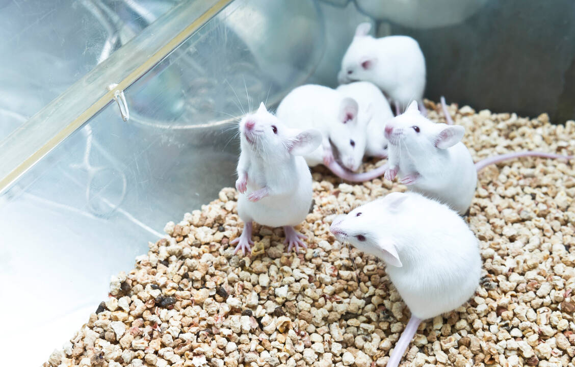 Die EU will in einem Bereich, nämlich bei der Sicherheitsbewertung von Chemikalien, schrittweise aus Tierversuchen aussteigen. / © Getty Images/unoL