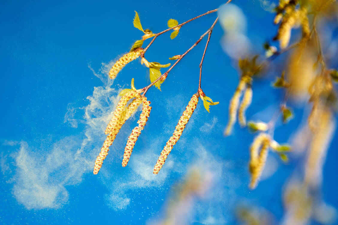 Pollen lösen bei manchen Menschen eine Reaktion des Immunsystems hervor – obwohl von ihnen keine Gefahr für den menschlichen Körper ausgeht. / Foto: Adobe Stock/Ingo Bartussek