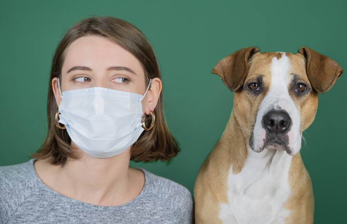 Die besten Freunde des Menschen können mitunter leider auch Parasiten übertragen. / Foto: Adobe Stock/©Photoboyko