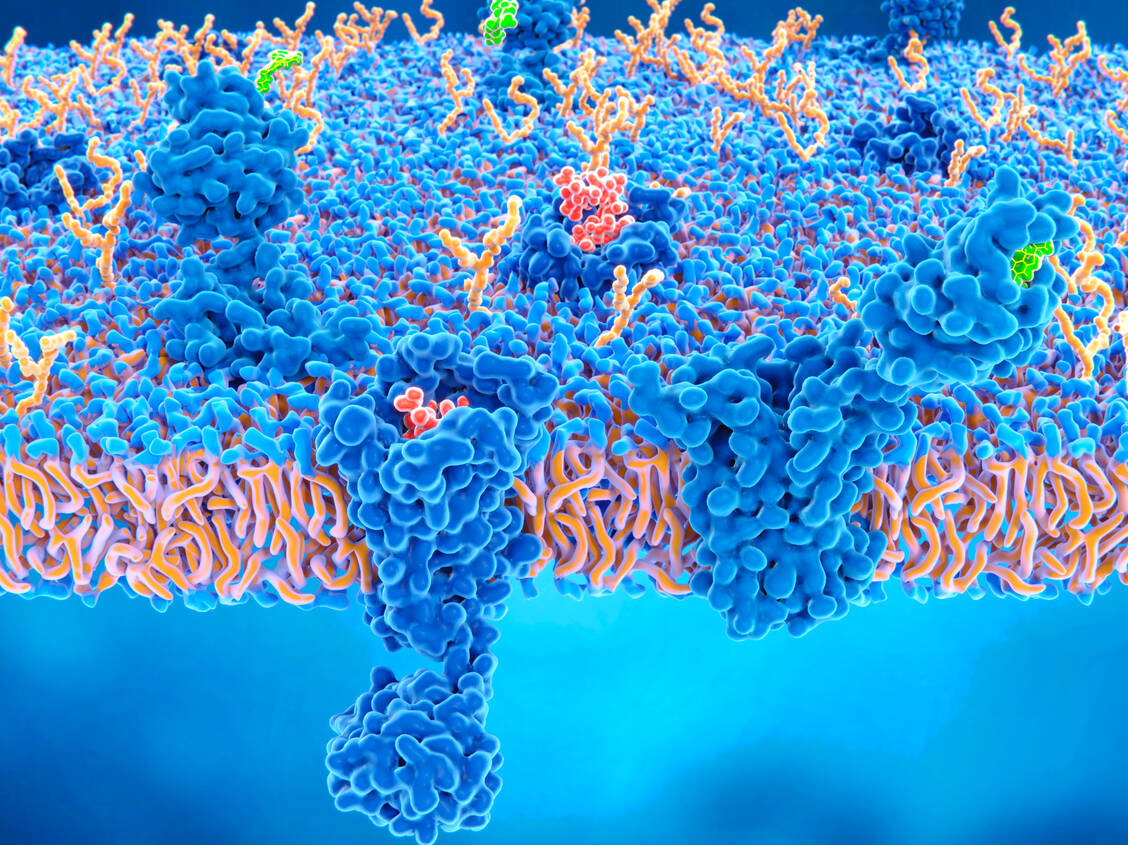 Zu den Opioiden im weiteren Sinne zählen - neben den reinen Opiaten - synthetische und teilsynthetische Derivate des Morphins. / Foto: Getty Images/Juan Gaertner Science Photo Library