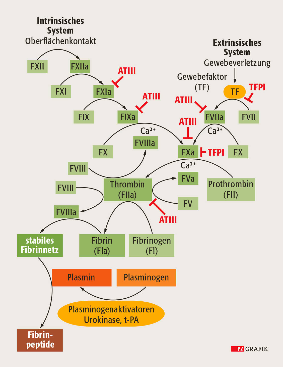 Schematische Darstellung der Gerinnungskaskade. Die Blutgerinnung kann auf zwei unterschiedlichen Wegen induziert werden: Intravasale plasmatische Faktoren aktivieren den intrinsischen Weg, während extravasale Gewebefaktoren den extrinsischen Weg initiieren. Das Prinzip der Gerinnungskaskade beruht auf der Aktivierung inaktiver Vorstufen durch Abspaltung kleiner Peptidreste. Ein kleines »a« kennzeichnet die aktive Form der Faktoren. Sie wirken als aktive und spezifische Proteasen auf den jeweils nachfolgenden, inaktiven Gerinnungsfaktor. Als Beispiele für Hemmstoffe der Gerinnungskaskade sind Antithrombin III (ATIII) und der Gewebefaktorinhibitor (Tissue factor pathway inhibitor, TFPI) gezeigt. / Foto: PZ