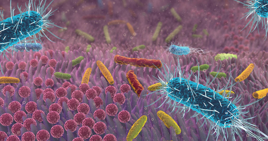 Das Mikrobiom des Darms birgt nach wie vor viele Geheimnisse. Einige ungünstige Verschiebungen sind jedoch bereits bekannt. / © Adobe Stock/Alex
