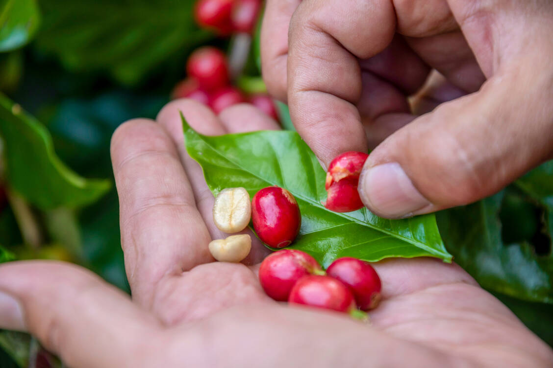 In jeder Kaffeekirsche befinden sich zwei Kaffeebohnen. / Foto: Getty Images/aedkais