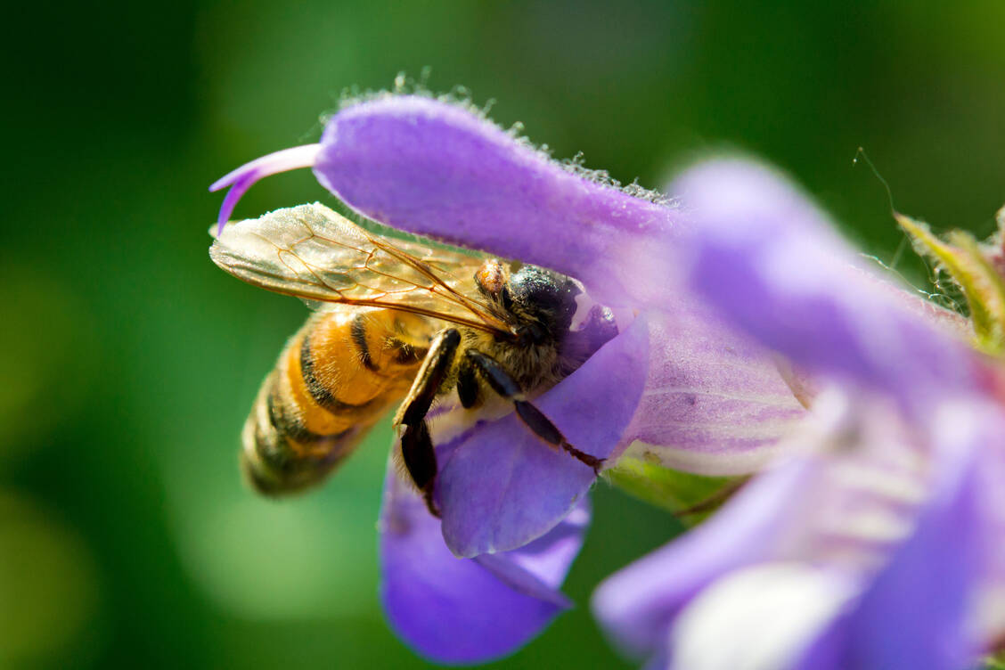 Unverzichtbar: Bienen tragen durch ihre Bestäubung dazu bei, eine vielfältige und gesunde Pflanzenwelt zu erhalten. / Foto: Adobe Stock/ueuaphoto