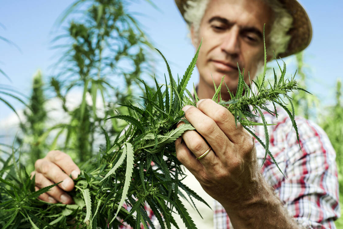 Der überwiegende Teil der Cannabinoid-Verordnungen gilt Anwendungsgebieten, die nicht in klinischen Studien geprüft sind / Foto: Adobe Stock/StockPhotoPro