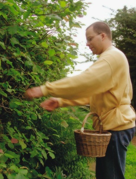 Für die Extraktherstellung werden die frischen Blätter geerntet und sofort weiterverarbeitet.
<p class="fotonachweis">Fotos: Wala Heilmittel GmbH</p>