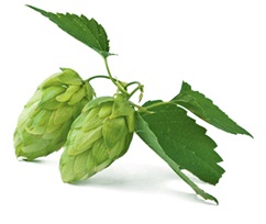 Hopfen
<p class="fotonachweis">Foto: Shutterstock/oksana2010</p>