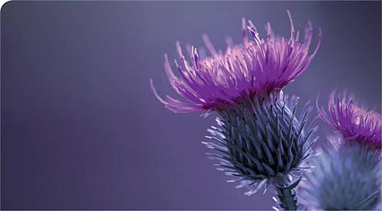 <p class="fotonachweis">Foto: Shutterstock/nadezhda F</p>