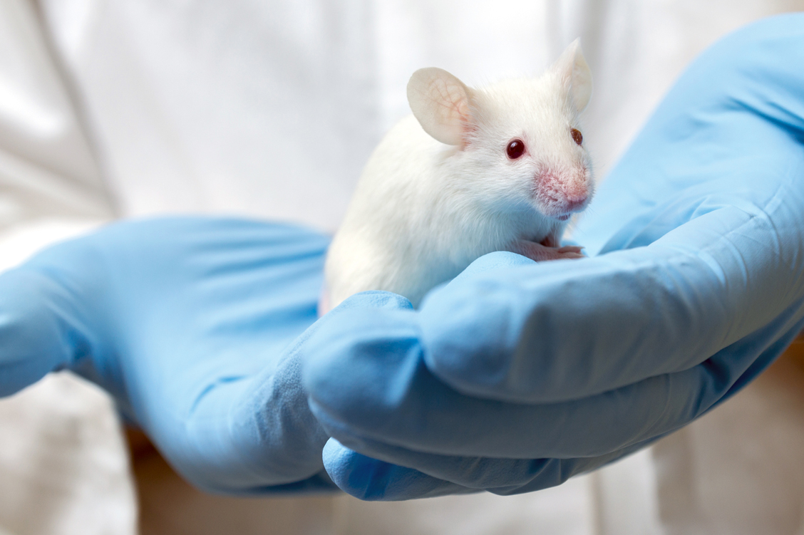 Mäuse, die das abgetötete Bakterium erhielten, zeigten im Versuch weniger stressbedingte Reaktionen.  / Foto: Shutterstock/Mirko Sobotta