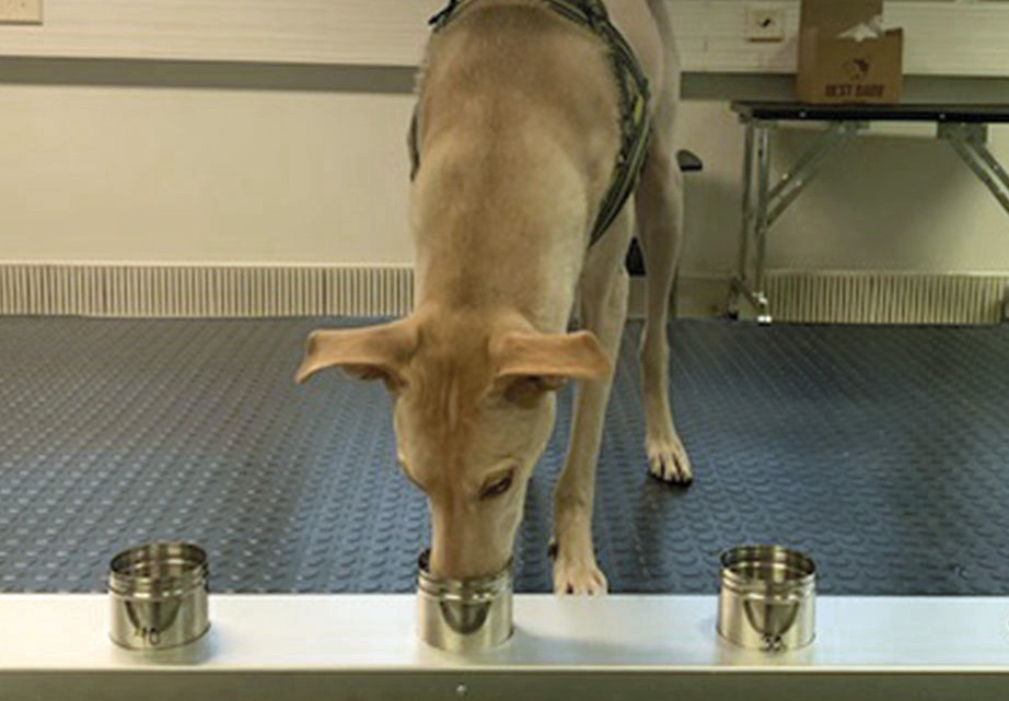 Geruchserkennungshund »Kössi« bei der Arbeit. Er kann den Urinproben von Covid-19-Patienten schnell und mit hoher Zuverlässigkeit erschnüffeln und von denen gesunder Menschen unterscheiden. / Foto: Foto: Susanna Paavilainen, Universität Helsinki
