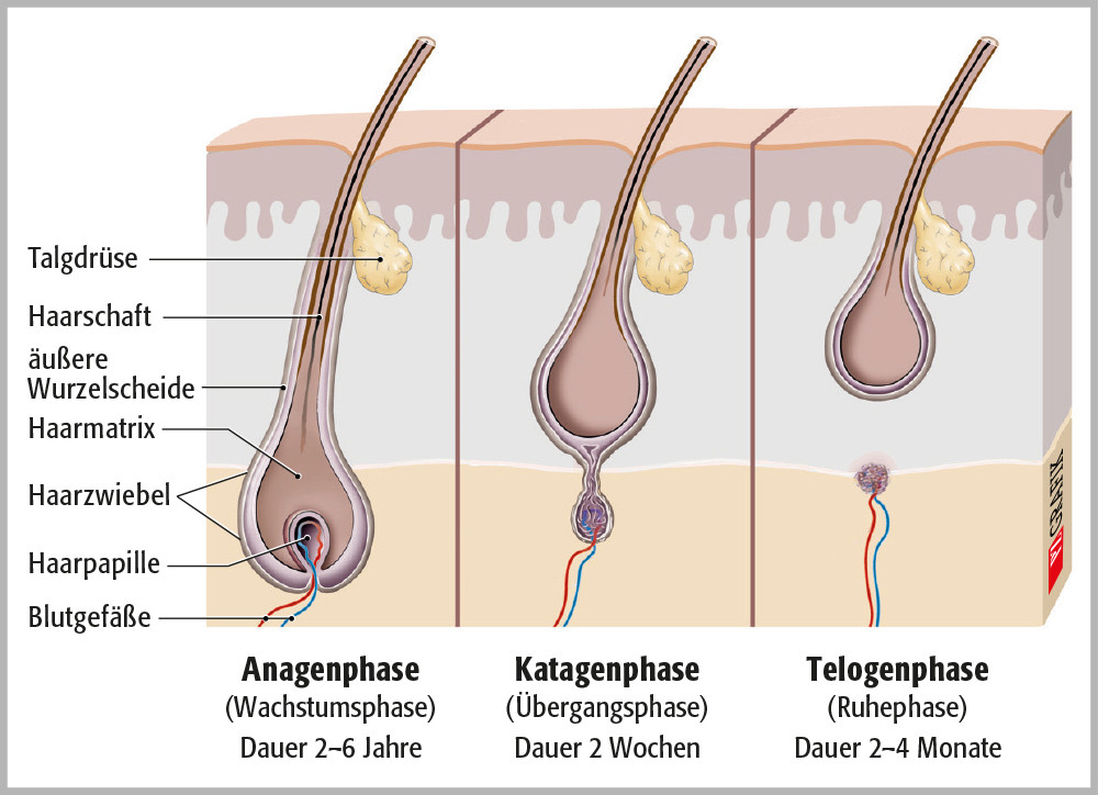 Die längste Phase im Lebenszyklus eines Haars ist die Wachstumsphase (Anagenphase). In der folgenden Übergangsphase (Katagenphase) löst sich der Haarwurzel von der gut durchbluteten Papille. Danach folgt die mehrmonatige Ruhephase. / Foto: PZ-Grafik/Stephan Spitzer